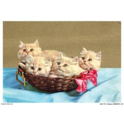 AQYP12-0768-ANIMAUX - Chatons