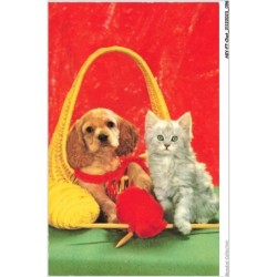 AKYP7-0657-CHAT - CHAT ET CHIEN
