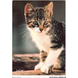 AIDP5-ANIMAUX-0444 - entre chats - photo kalt - zefa
