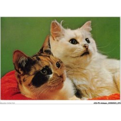 AIDP5-ANIMAUX-0423 - deux chats