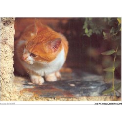 AIDP5-ANIMAUX-0424 - regard de chat
