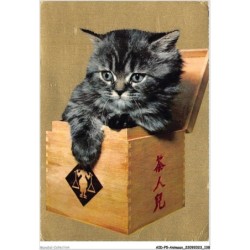 AIDP5-ANIMAUX-0454 - chat dans une boite