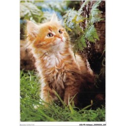 AIDP5-ANIMAUX-0437 - regard de chat