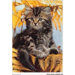 AIDP5-ANIMAUX-0431 - chat