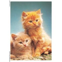 ASHP5-0287-CHAT - DEUX CHATONS L'UN PRES DE L'AUTRE