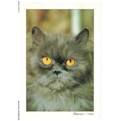 ASHP5-0285-CHAT - PORTRAIT D'UN CHAT PERSAN