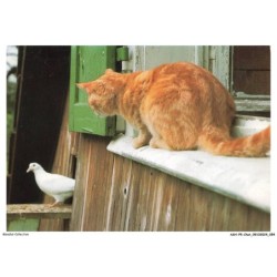 ASHP5-0294-CHAT - CHAT ET PIGEON