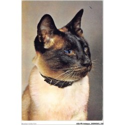 AIDP5-ANIMAUX-0450 - head study - siamese cat
