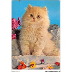 AIDP5-ANIMAUX-0436 - regard de chat