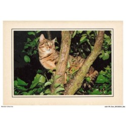 ASHP5-0300-CHAT - CHAT SUR UN ARBRE