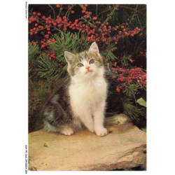 ASHP5-0270-CHAT - CHATON ASSIS SUR UNE PIERRE PRES D'UNE PLANTE AVEC DES FRUITS ROUGE