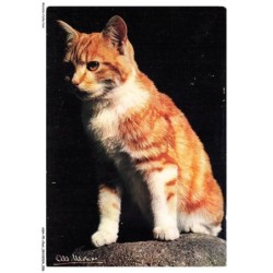 ASHP5-0271-CHAT - UN CHAT ASSIS SUR UN ROCHER - LE CHAT NOTRE COMPAGNON