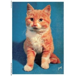 ASHP5-0269-CHAT - CHATON GRIS ASSIS - CHIENS ET CHATS NOS AMIS