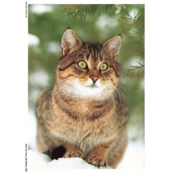 ASHP5-0292-CHAT - CHAT DOMESTIQUE SUR LA NEIGE