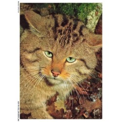ASHP5-0293-CHAT - PETITS MAMMIFERES - CHAT SAUVAGE