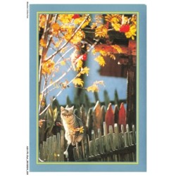 ASHP5-0284-CHAT - CHAT SUR UNE CLOTURE EN BOIS