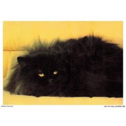 ASVP14-1077-CHAT - Nova du mont joly - Persane noir
