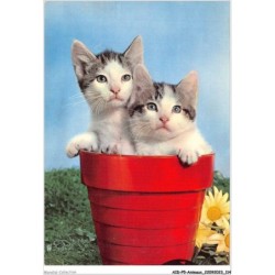 AIDP5-ANIMAUX-0442 - deux chats dans un pot rouge