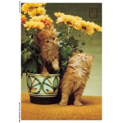 ASHP5-0272-CHAT - DEUX CHATONS ET POT DE FLEURS
