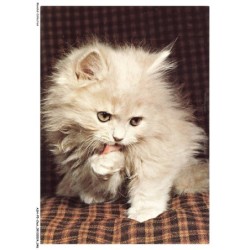 ASHP5-0290-CHAT - CHAT DE PERSE BLANC - PERSIAN