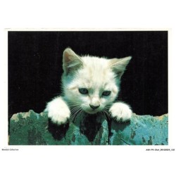 ASHP4-0266-CHAT - CHATON BLANC REGARDANT DE L'AUTRE COTE D'UN MUR - UN PETIT CURIEUX