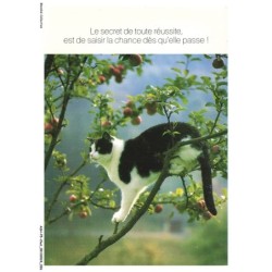 ASHP5-0281-CHAT - CHAT NOIR-BLANC SUR UNE BRANCHE - LE SECRET DE TOUTE REUSSITE EST DE SAISIR LA CHANCE