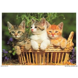 ASHP5-0286-CHAT - TROIS CHATON DANS UN PANIER