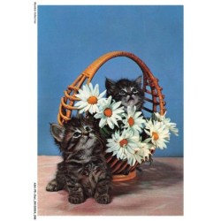 ASHP5-0291-CHAT - CHATON NOIR ET PANIER DE FLEURS