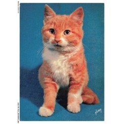 ASHP5-0298-CHAT - CHATON ASSIS - CHIENS ET CHATS NOS AMIS