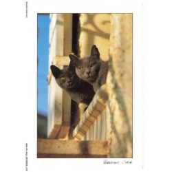 ASHP4-0259-CHAT - DEUX CHATS NOIR SUR UN MUR