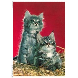 ASHP5-0314-CHAT - CHATONS SUR UN BUISSON
