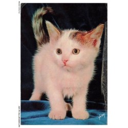 ASHP5-0302-CHAT - CHATON DEBOUT SUR UN TISSU BLEU - CHIENS ET CHATS NOS AMIS