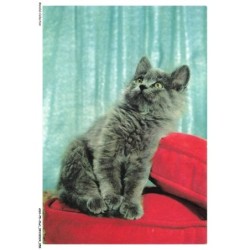 ASHP5-0296-CHAT - CHAT NOIR REGARDANT AU DESSUS
