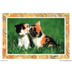 ASHP5-0279-CHAT - CHATON QUI LECHE UN AUTRE