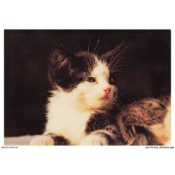 ASHP5-0311-CHAT - PORTRAIT D'UN CHATON
