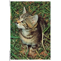 ASHP5-0307-CHAT - CHATON DANS LES HERBES