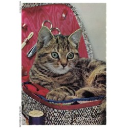 ASHP5-0305-CHAT - CHAT DANS UN SAC A OUTILS