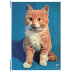 ASHP5-0303-CHAT - CHATON ASSIS SUR UN TISSU BLEU - CHIENS ET CHATS NOS AMIS