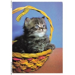 ASHP5-0295-CHAT - CHATON DANS UN PANIER