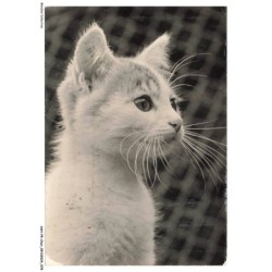 ASHP5-0306-CHAT - PORTRAIT D'UN CHAT BLANC