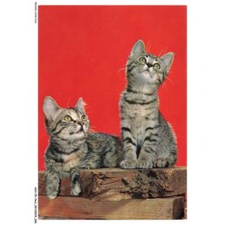 ASHP5-0315-CHAT - CHATONS SUR DU BOIS