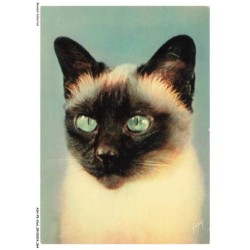 ASHP5-0299-CHAT - PORTRAIT D'UN CHAT - CHIENS ET CHATS NOS AMIS