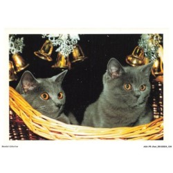 ASHP5-0319-CHAT - CHATS NOIR DANS UN PANIER - DES CLOCETTES