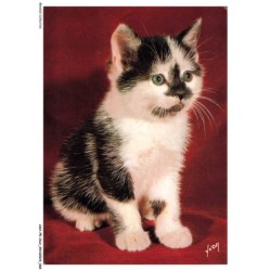 ASHP5-0301-CHAT - CHATON NOIR-BLANC ASSIS - CHIENS ET CHATS NOS AMIS
