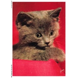 ASHP5-0310-CHAT - CHATON NOIR - CHIENS ET CHATS NOS AMIS