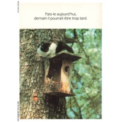 ASHP5-0304-CHAT - CHAT SUR UN NID ACROCHE A UN ARBRE - FAIS-LE AUJOURD'HUI - DEMAIN IL POURRAIT ETRE TROP TARD
