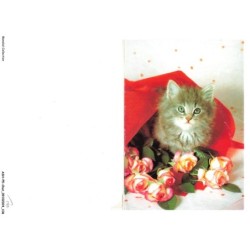 ASHP5-0320-CHAT - CHAT DANS UN BOUQUET DE FLEURS