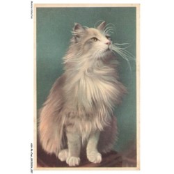 ASHP6-0350-CHAT - DESSIN D'UN CHAT PERSAN