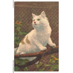 ASHP6-0336-CHAT - UN CHAT BLANC SUR UNE BRANCHE