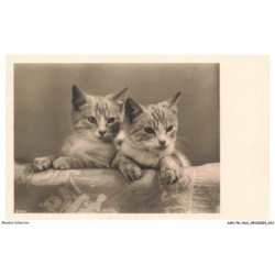 ASHP6-0327-CHAT - DEUX CHATONS L'UN PRES DE L'AUTRE